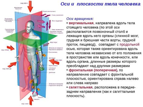 Неправильное положение тела и его эффект на организм