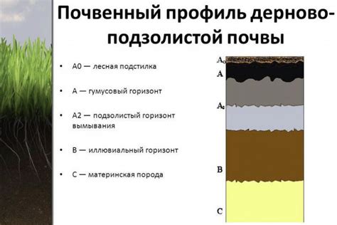 Неправильные условия почвы