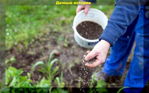 Неправильный режим подкормки и удобрений