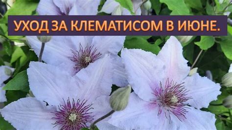 Неправильный уход за клематисом