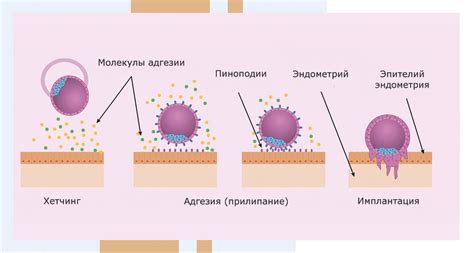 Непредвиденные факторы, влияющие на успешность имплантации эмбриона