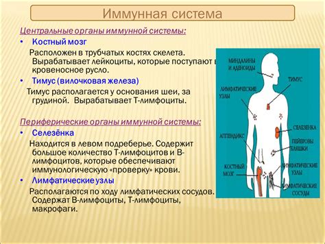 Непрекращающаяся борьба организма