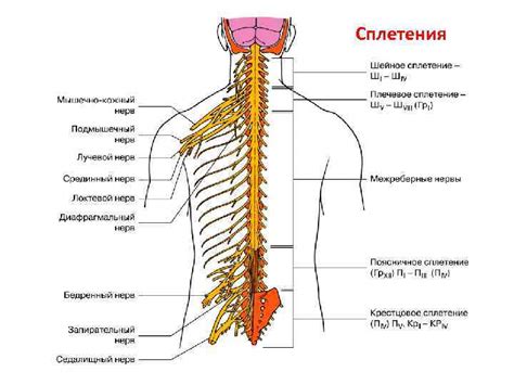 Неразвитые мышцы и нервная система