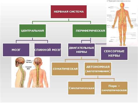 Нервная система: строение и функции