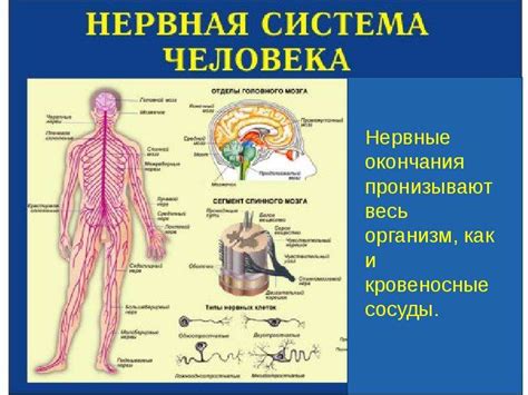 Нервная система и ее роль в восприятии звуков