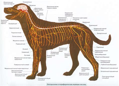 Нервная система собаки и ее реакция на стресс