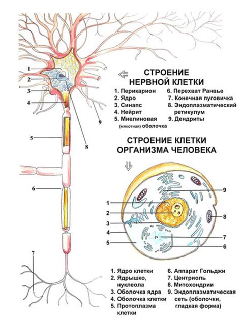 Нервная ткань: устройство и роль в организме