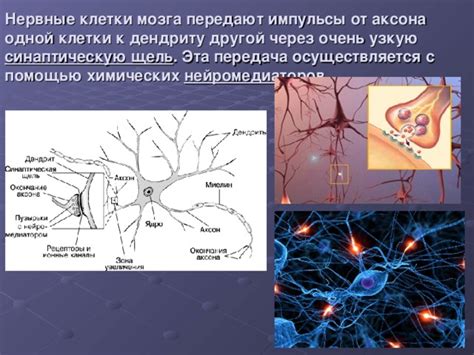 Нервные импульсы: как происходит передача сигналов