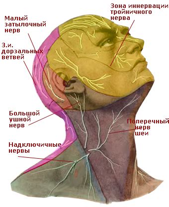 Нервные окончания в шее