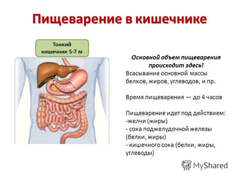 Нерегулярное пищеварение и запоры