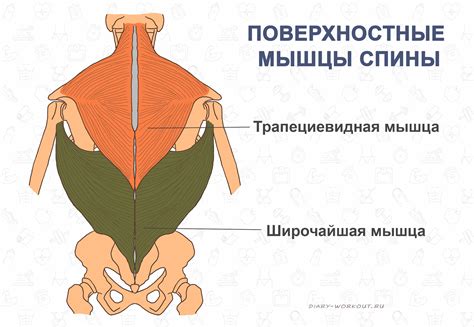 Несформированность мышц спины