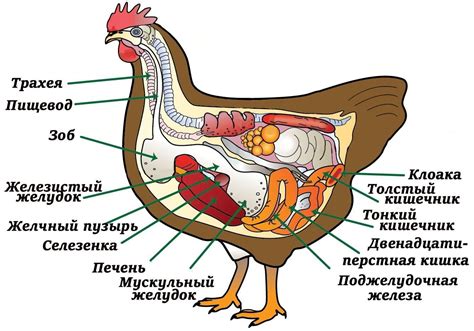 Нехватка влаги и жира – враги нежности мяса