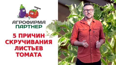 Нехватка освещения как причина опадения листьев