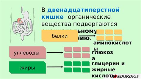 Неэффективное всасывание питательных веществ в кишечнике