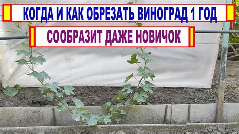 Не забудьте про глазки и носик