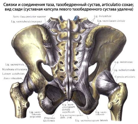 Нижняя часть позвоночника и его связь с органами малого таза