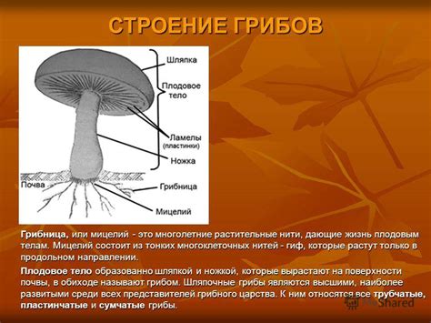 Низкое качество грибного мицелия