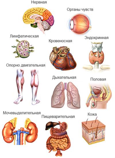 Нобилис и улучшение работы органов и систем организма