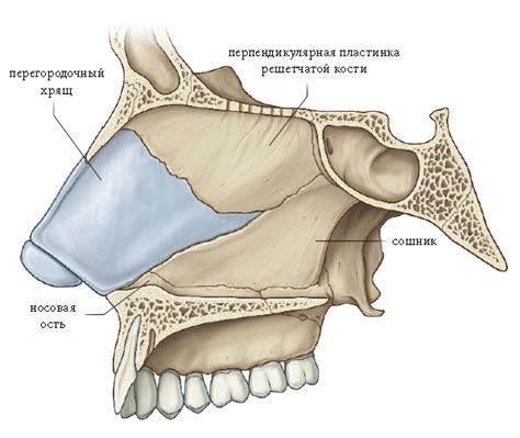 Ноздри и носовая перегородка