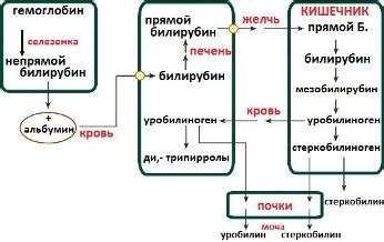 Нормальное падение билирубина