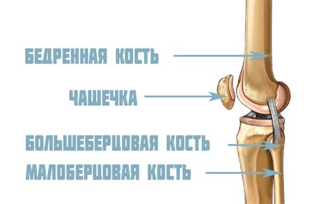 Нормальное функционирование колена