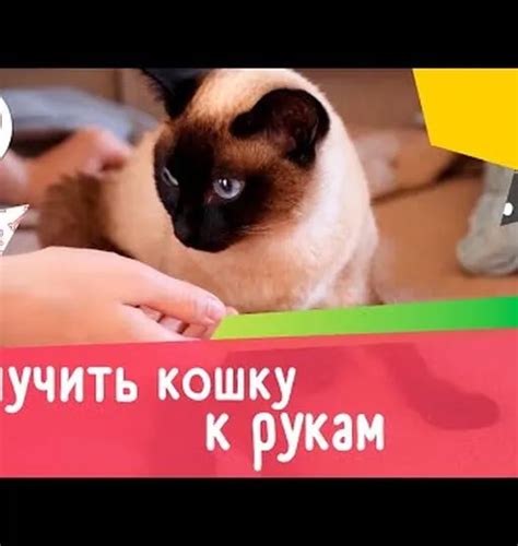 Ночная активность кошек