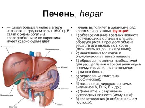 Обезвреживание вредных веществ в организме