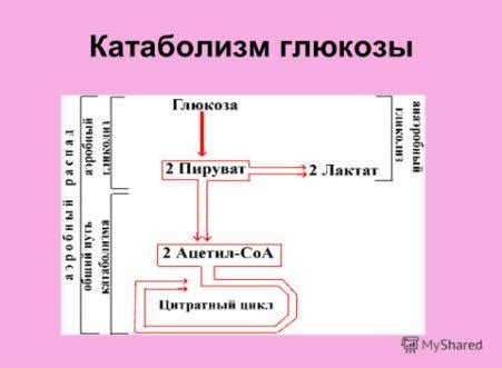 Обеспечение нормализации уровня глюкозы в организме