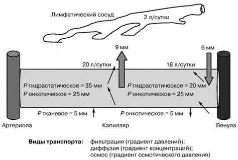 Обменные процессы в капиллярах: медленный ток