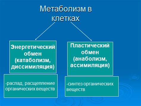 Обмен веществ и повышенный обмен тепла