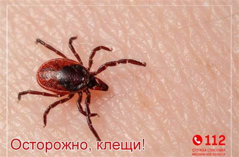 Обнаружение и удаление клещей: важные шаги для успешной защиты