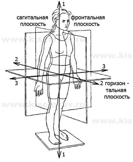 Обозначение границ тела и головы