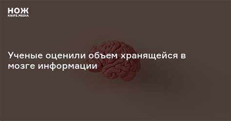 Обработка и хранение информации в мозге