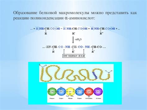 Образование белковой пленки