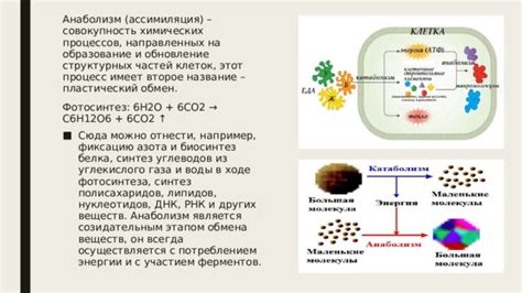 Образование и накопление полисахаридов в клетках