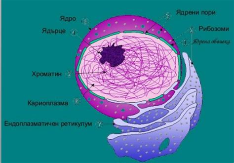 Образование примитивных клеток