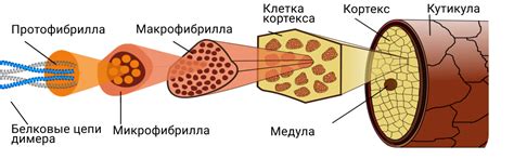 Образование слоев воска и его структура