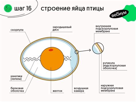 Обратите внимание на вес и форму яйца