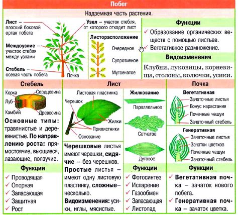 Обратите внимание на стебель и листья