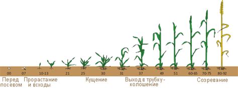 Обратите внимание на фазы роста и развития лука