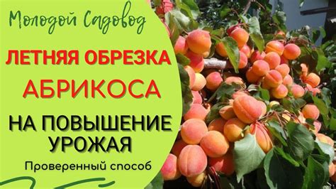 Обрезка абрикоса для обильного плодоношения