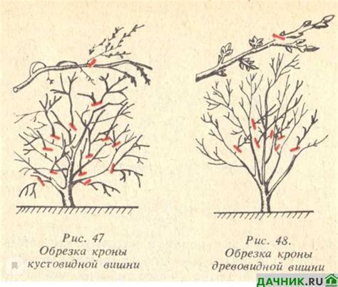 Обрезка вишни по высоте: основные правила