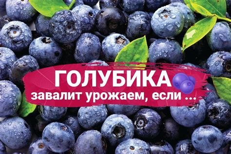 Обрезка голубики садовой: секреты формирования куста для обильного плодоношения