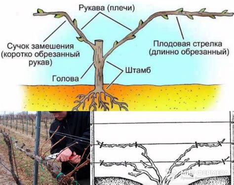 Обрезка двухлетнего винограда: основные принципы и техники