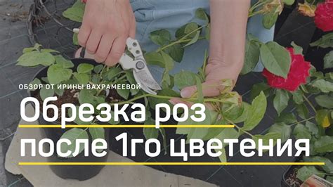 Обрезка завявшей розы