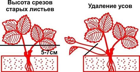 Обрезка завялых листьев и цветовых стрелок