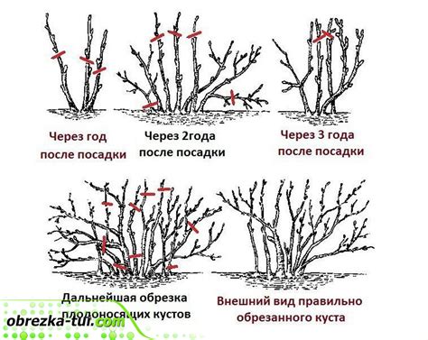 Обрезка и формирование