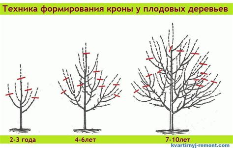 Обрезка и формирование кофейных растений