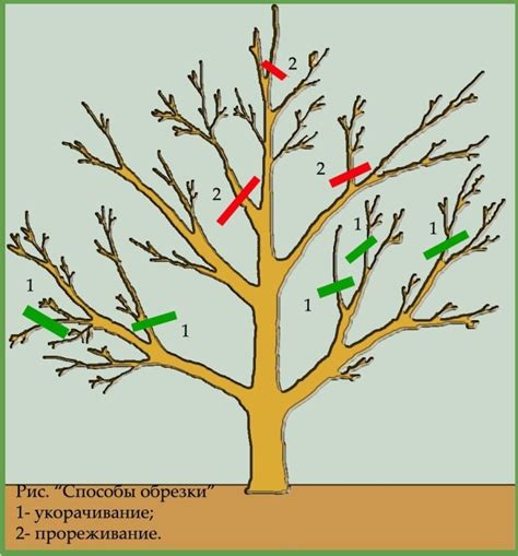 Обрезка и формирование кроны для лучшего плодоношения