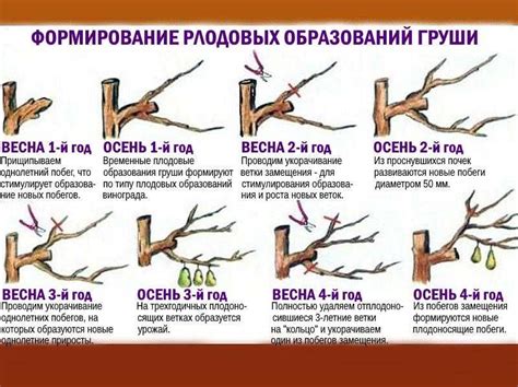 Обрезка и формирование кроны тутовника